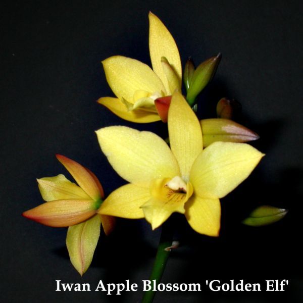 Фото орхидеи Iwanagaara Appleblossom 'Golden Elf'