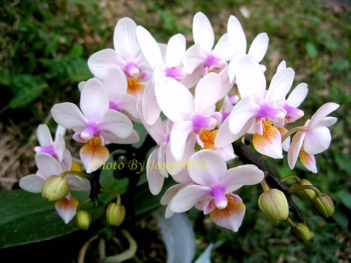 Цветение орхидеи Phalaenopsis Liu's Rainbow