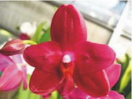 Как цветет орхидея Phalaenopsis Stone Morning x Sogo Grape