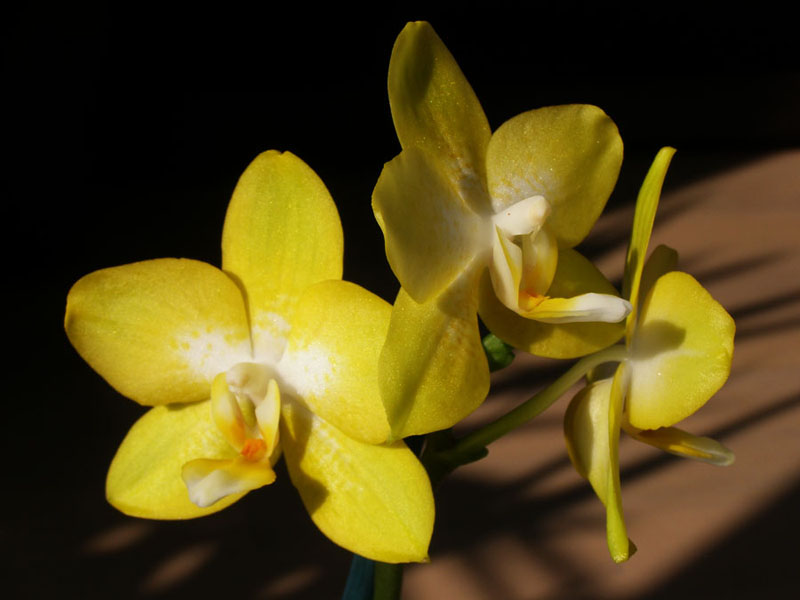 Как цветет орхидея Doritaenopsis Sogo Pride 'Golden Star'