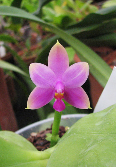 Как цветет орхидея Phalaenopsis Penang Princess x Phalaenopsis bellina