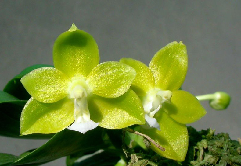Как цветет орхидея Phalaenopsis Su-An Cricket фото