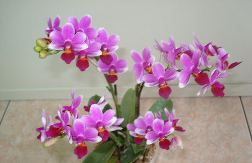 Как цветет орхидея Doritaenopsis Meidarland Annaberry 'Meidarland' фото