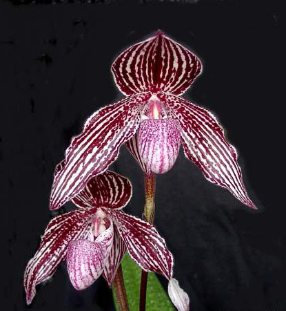 Фото орхидеи Paph. rothschildianum 'Huei' x Paph . niveum 'In-Charm'