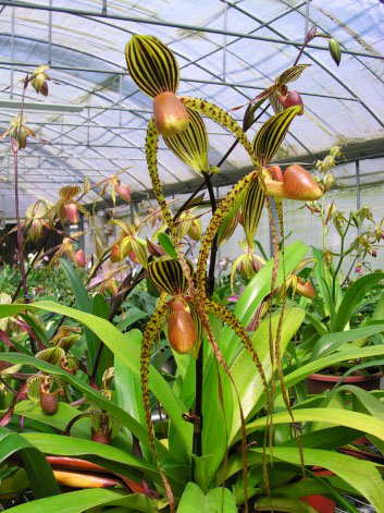 Фото орхидеи Paph. Booth's Sand Lady (sanderianum × Lady Isabel ‘In-Charm’)