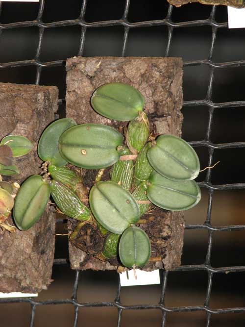 Миниатюрная орхидея Sophronitis cernua природный вид