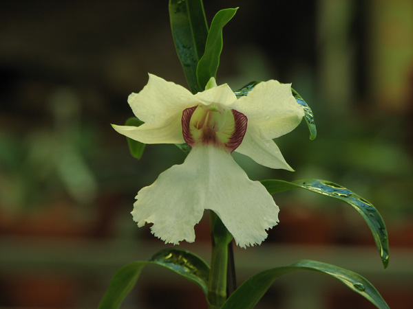Цветок орхидеи Dendrobium sanderae фото