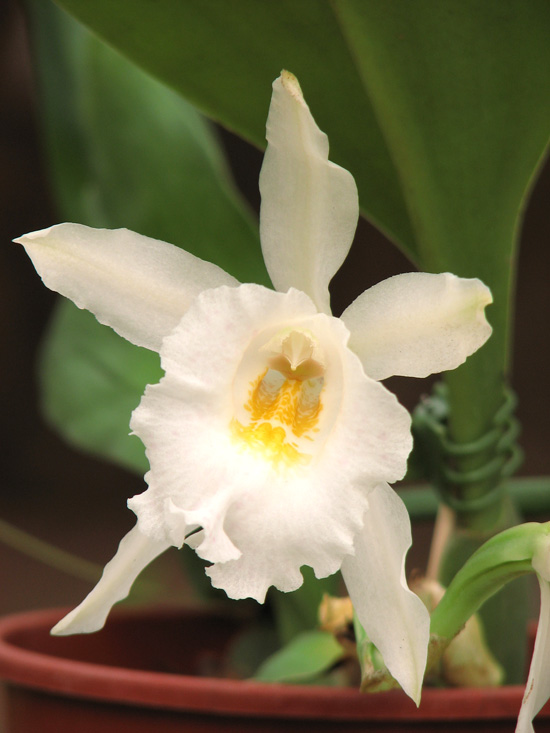Фото орхидеи Trichopilia hennesiana