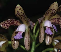 Фото орхидеи Cattleya guttata var. caerulea ‘Lindo Azul’