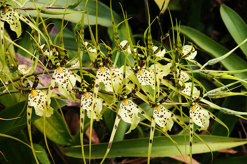 Как цветет Brassia maculata