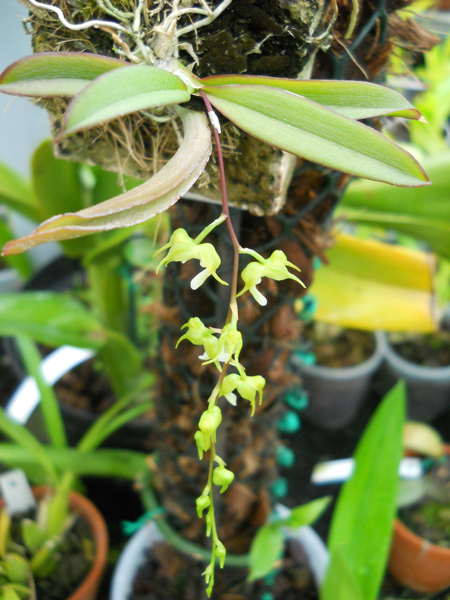 orchids.in.ua