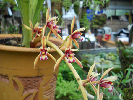 orchids.in.ua