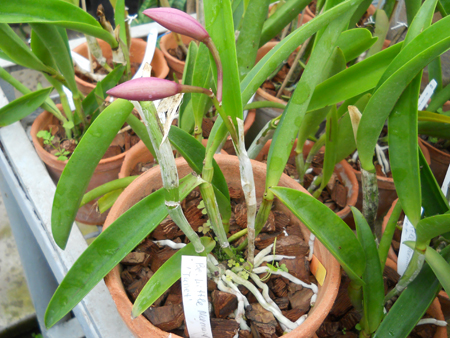 orchids.in.ua