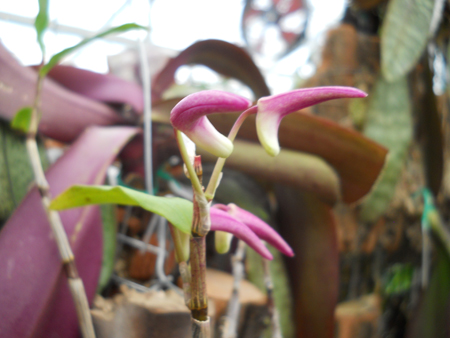 orchids.in.ua