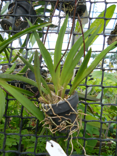 orchids.in.ua