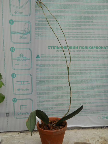 orchids.in/ua