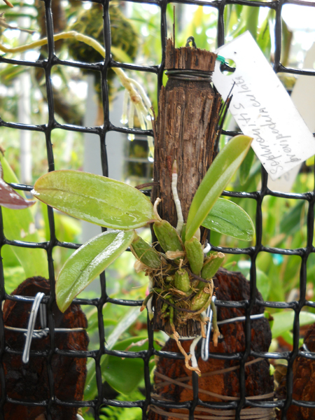 orchids.in.ua