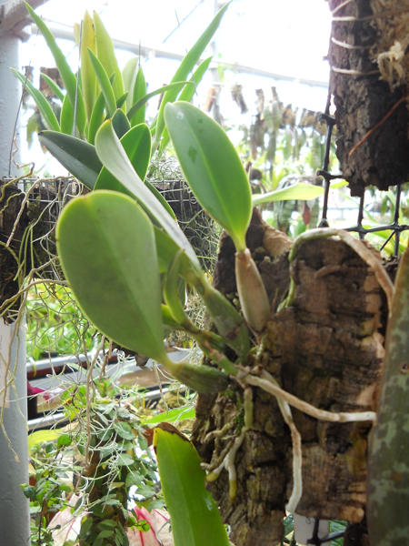 orchids.in.ua