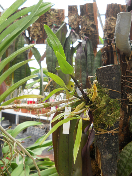 orchids.in.ua