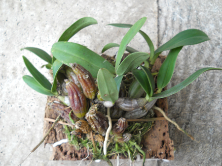 orchids.in.ua