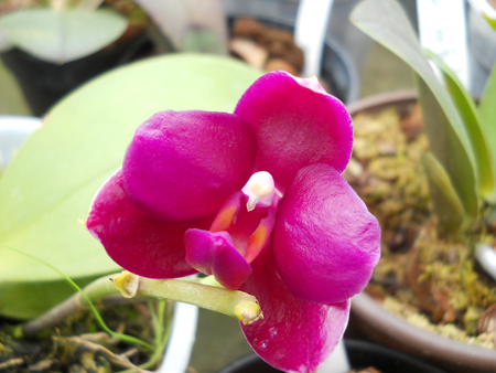 orchids.in.ua