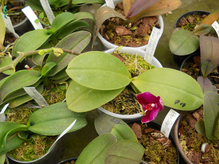 orchids.in.ua