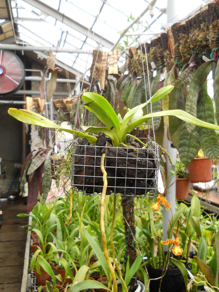 orchids.in.ua
