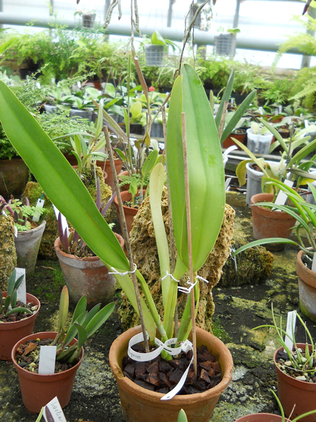 orchids.in.ua
