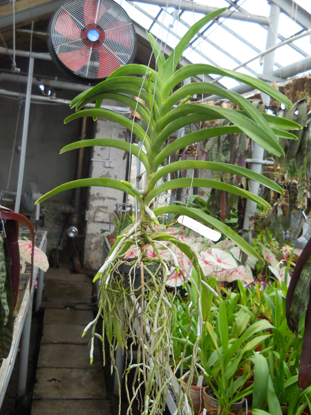 orchids.in.ua