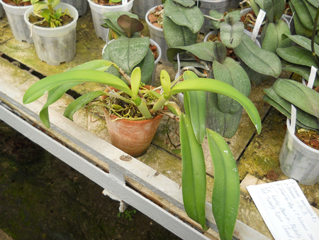 orchids.in.ua