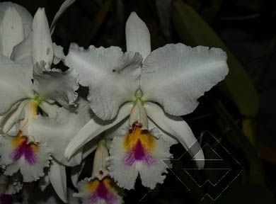 Фото орхидеи Cattleya labiata semi alba 'Aiko'