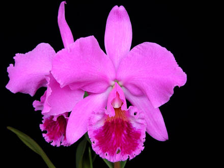 Фото орхидеи Cattleya labiata 'Labelo Grande'