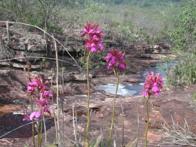 Фото природного вида орхидеи в природе
