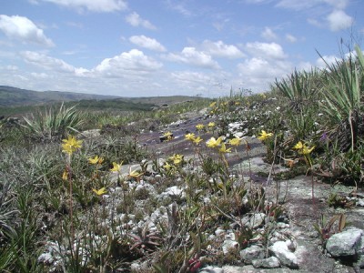 Скальная лелия - Орхидея Laelia briegeri в природе.