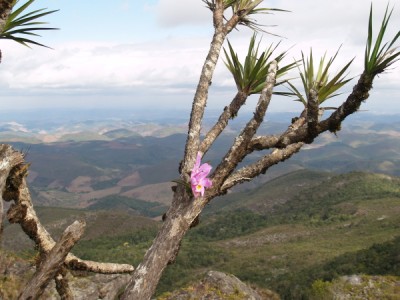 Фото орхидеи Laelia jongheana в природных условиях