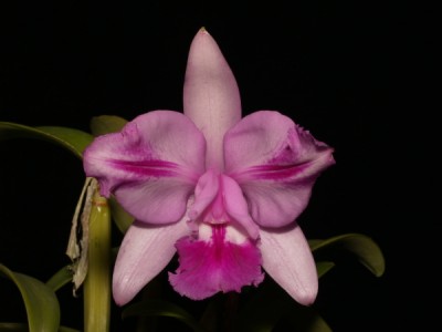 Фото орхидеи Cattleya intermedia flamea