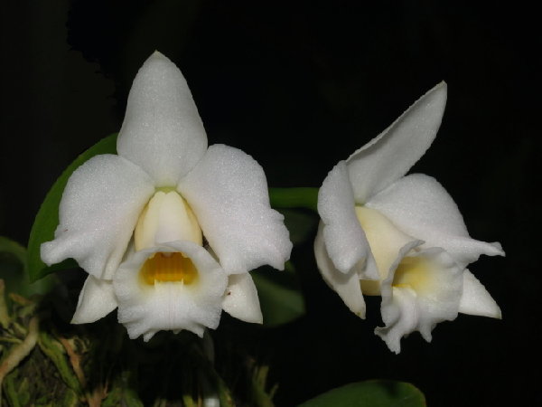 Фото орхидеи Laelia alaori alba ‘Snow Flakes’