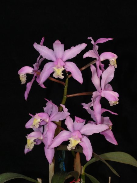 Фото орхидеи Cattleya kerri