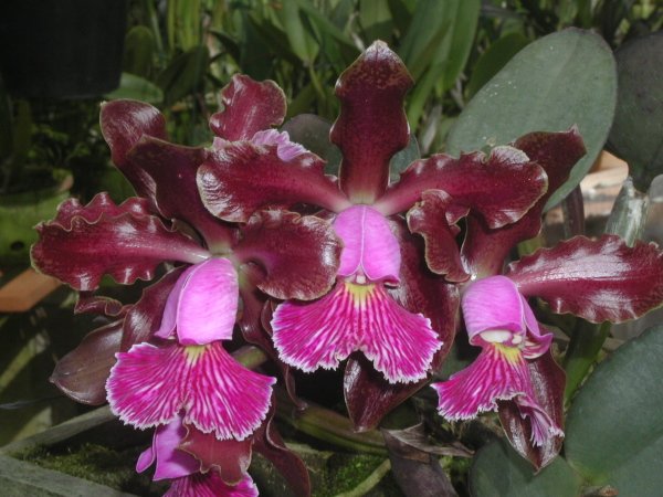 Фото орхидеи Cattleya schilleriana 'Ibiracu' 1