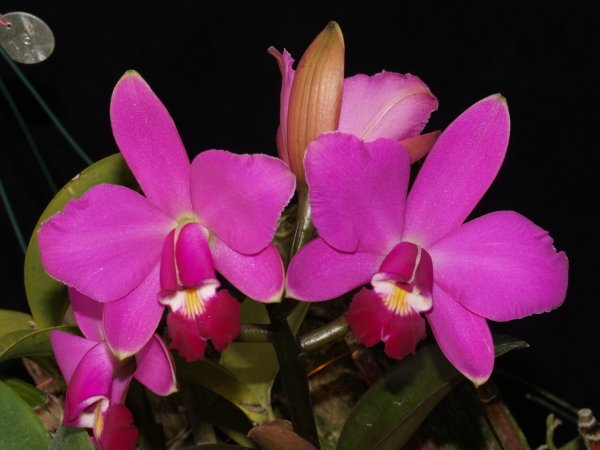 Фото орхидеи Cattleya violacea 'Golias'
