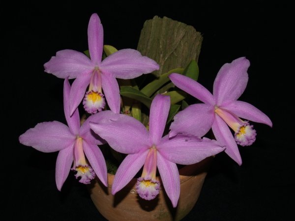 Фото орхидеи Laelia jongheana