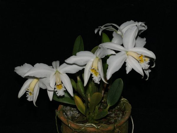 Фото орхидеи Laelia jongheana alba