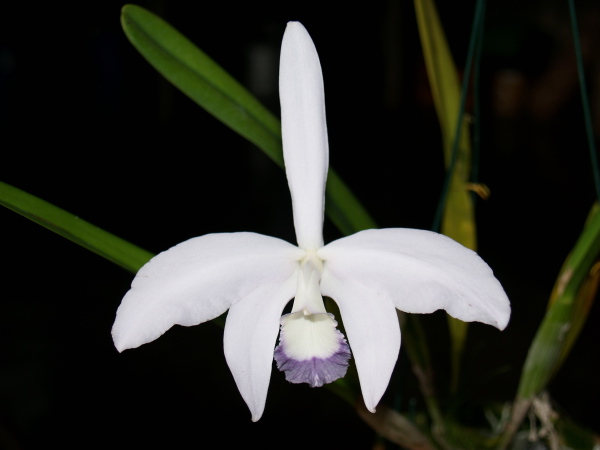 Фото орхидеи Laelia perrinii caerulea
