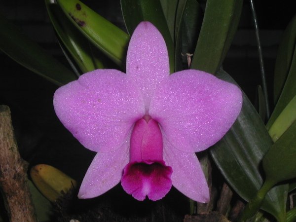 Фото орхидеи Laelia praestans 'Labelo Negro'