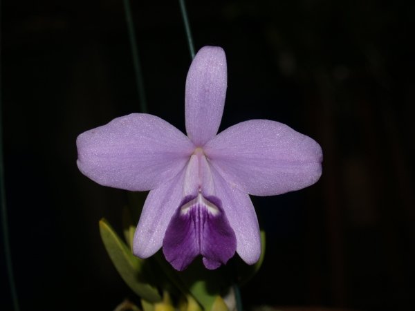 Фото орхидеи Laelia sincorana caerulea 'Luiz'