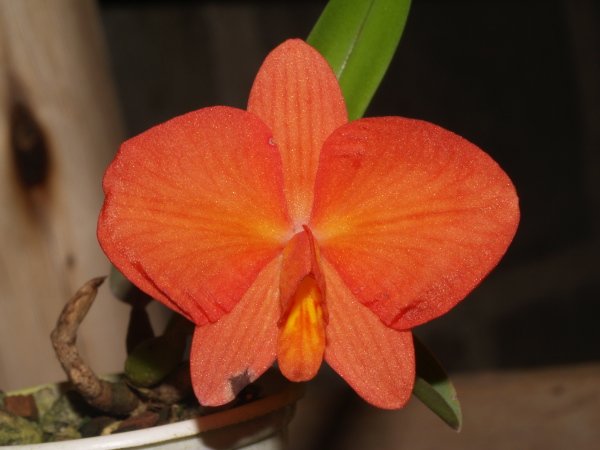 Фото орхидеи Sophronites coccinea