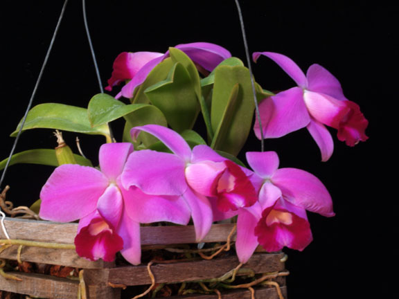 Фото орхидеи L. pumila 'Pedra Azul' x L. pumila 'Jungle'