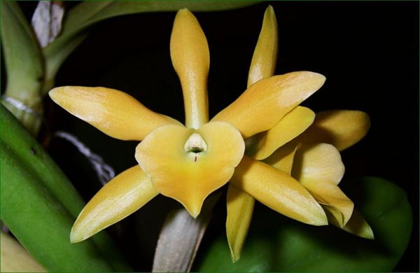 Цветок орхидеи Cattleya aurantiaca x Brassavola glauca