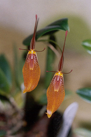 Как цветет орхидея Restrepia elegans