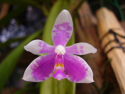 Цветение орхидеи Phalaenopsis modesta